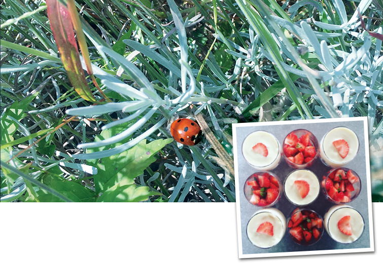 Recette Juin - Tiramisu aux fraises