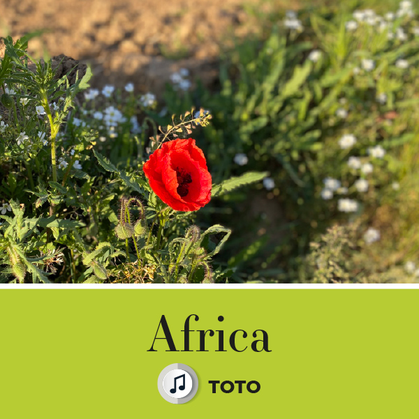 Musique juin - Africa - Toto